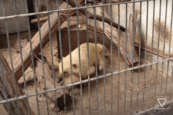 アカハナグマ-宇都宮動物園