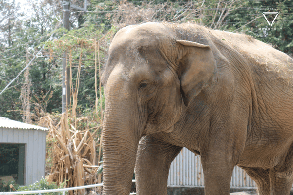 ゾウの宮子-宇都宮動物園