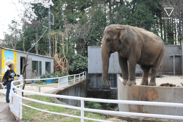 ゾウの宮子が堀の淵に立っている-宇都宮動物園