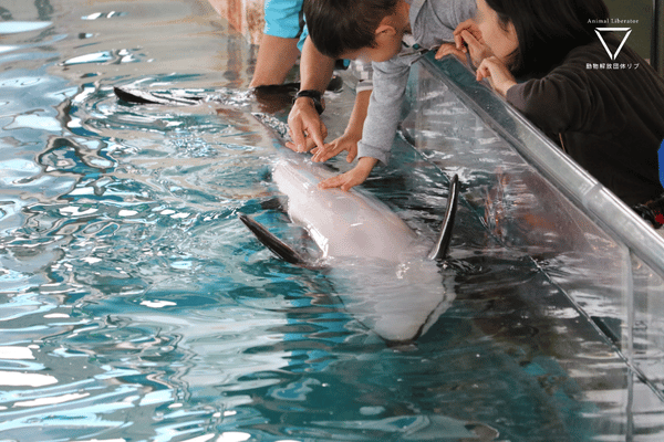 のとじま水族館-ふれあい体験で人間に触られるイルカ