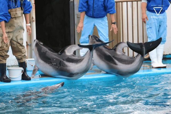 のとじま水族館-イルカショーで命令されるイルカ