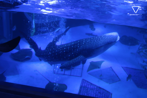 のとじま水族館-ジンベエザメ