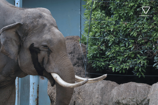 上野動物園-ゾウ