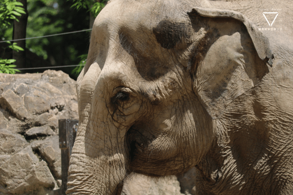 上野動物園-目の横に傷があるゾウ