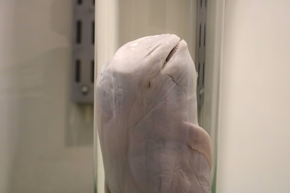 写真：コビレゴンドウの胎児