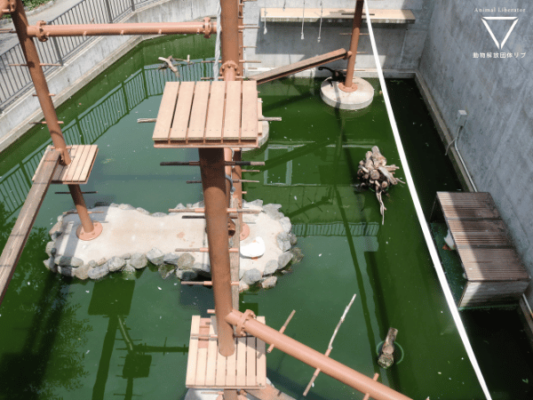 深緑色の汚い水とその上に作られた展示器具