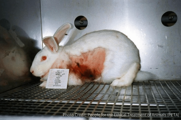 動物実験-うさぎ皮膚テスト
