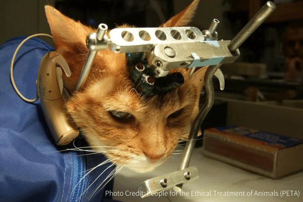 動物実験-頭に電極を埋められているネコ