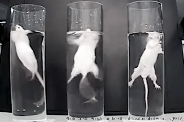 動物実験-ネズミの強制水泳試験