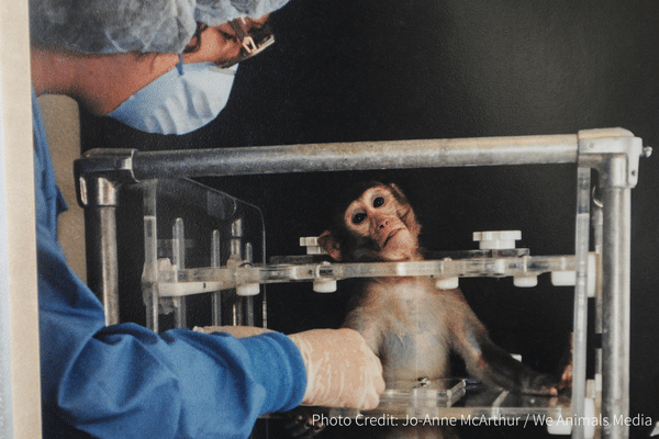 動物実験-体を拘束されるサル