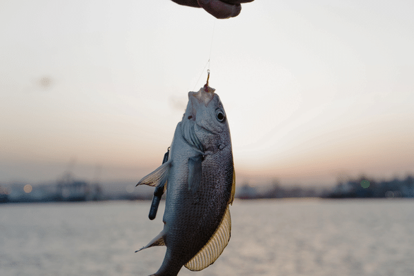 水生動物-釣りで口に針を刺されている魚