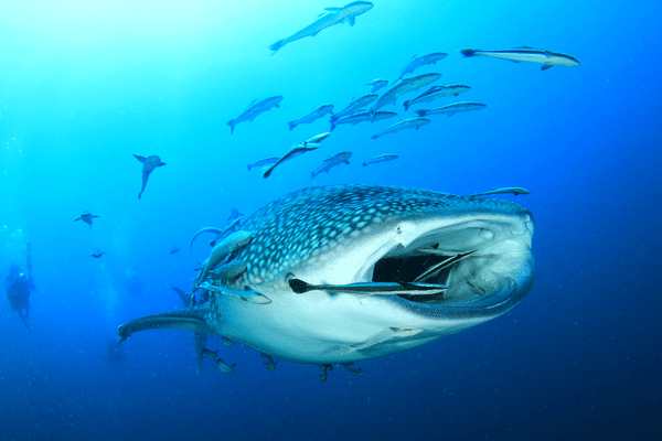 海の魚たち