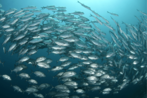 海の中を泳ぐ魚たちの集まり