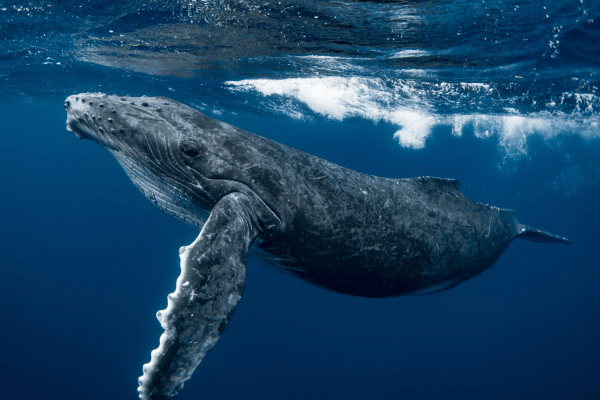 海の中にいるクジラ