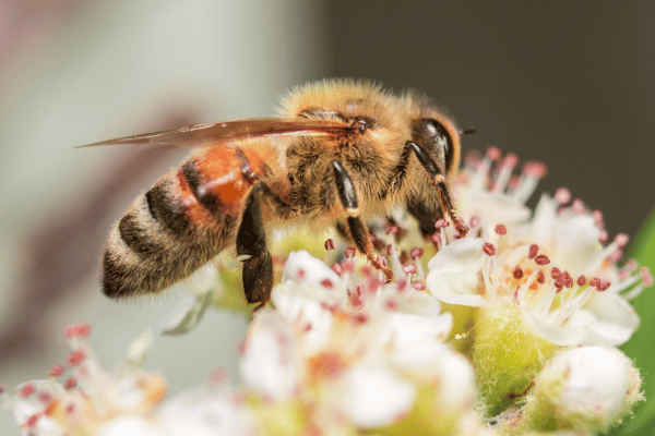 白い花に止まる蜂