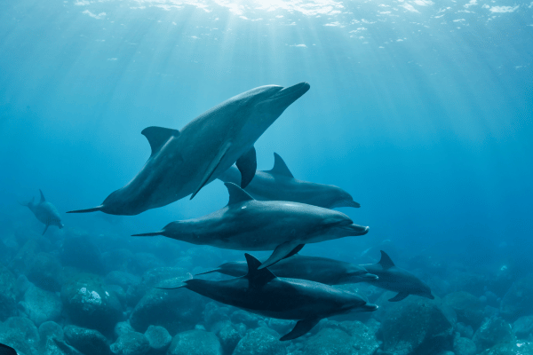 海を泳ぐイルカたちの水中写真