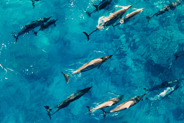 海を泳ぐイルカたちの上空写真