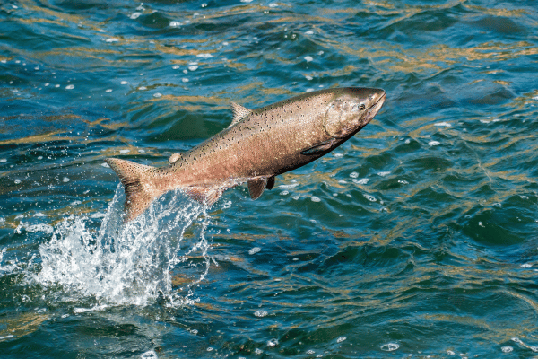 chinook salmon