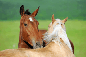 horses hugging