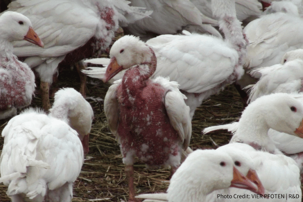 live plucking