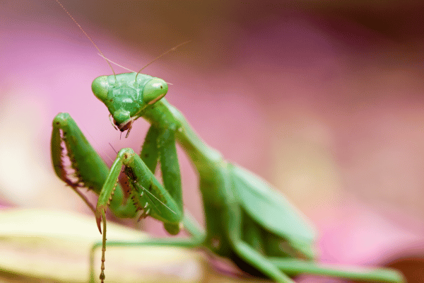 こちらを向いているカマキリ