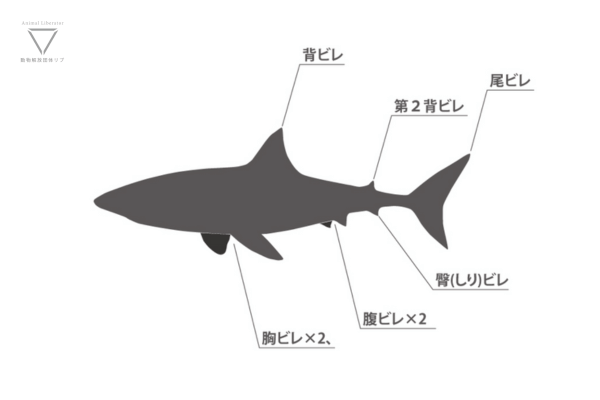 サメの８つのヒレ