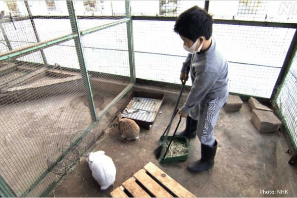 学校で飼育されるうさぎと小学生