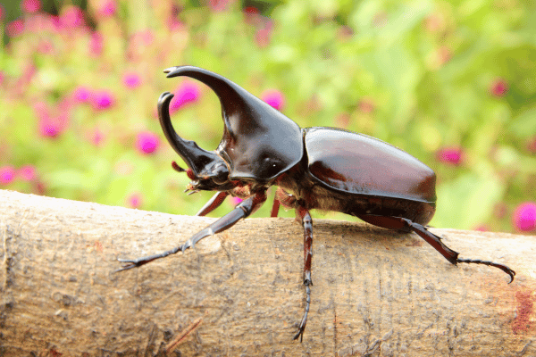 木の上にいるカブトムシ