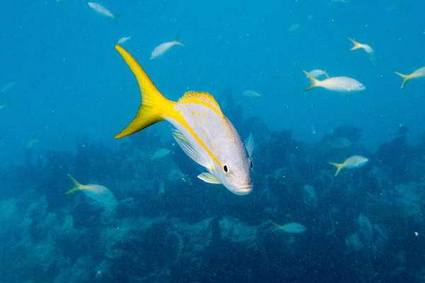 水中でこちらに向かっている魚