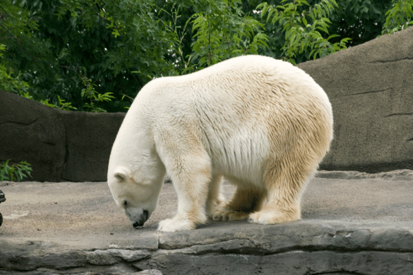 水族館のホッキョクグマ