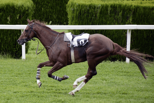 走る競走馬