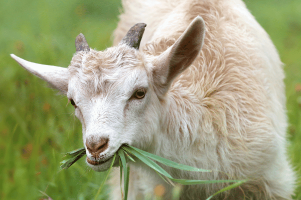 草を食べるヤギ