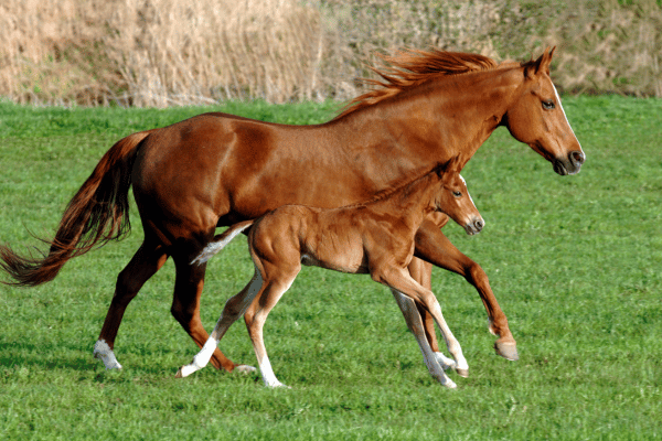 草原を走る馬の親子の横からの写真