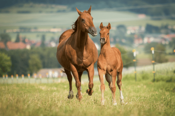 草原を走る馬の親子の正面写真