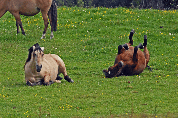 遊ぶ馬たち