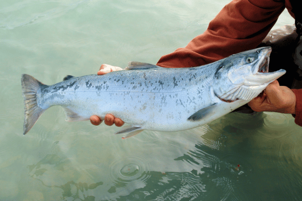 釣りあげられて口を開けている魚