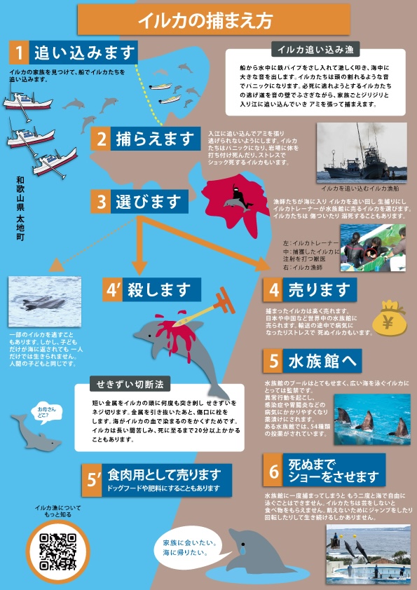 リブ：リーフレット：イルカ漁_裏(内)の写真