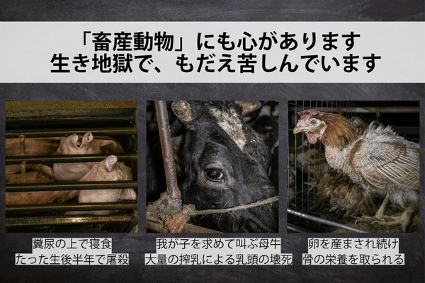 「畜産動物」にも心があります 生き地獄で、もだえ苦しんでいます